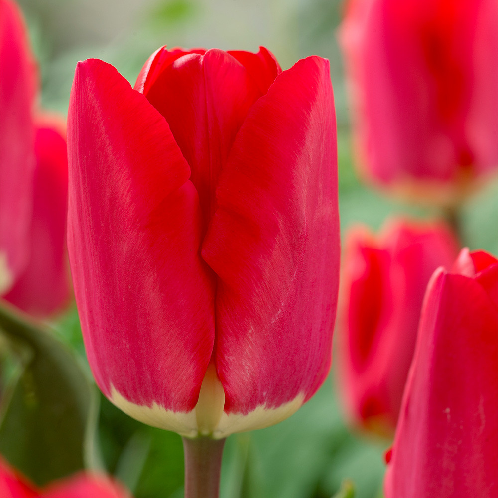 Tulipa 'Fostery King'
